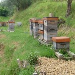 Beehives