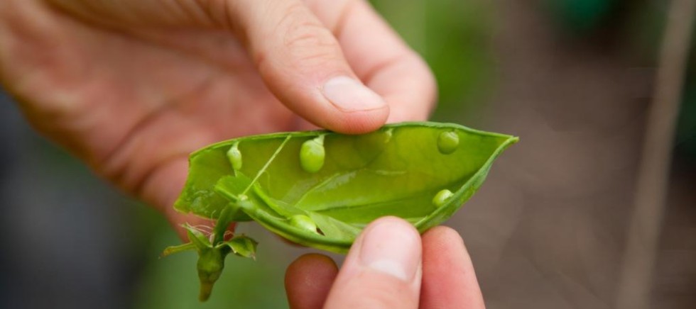 Tiny peas in a pod