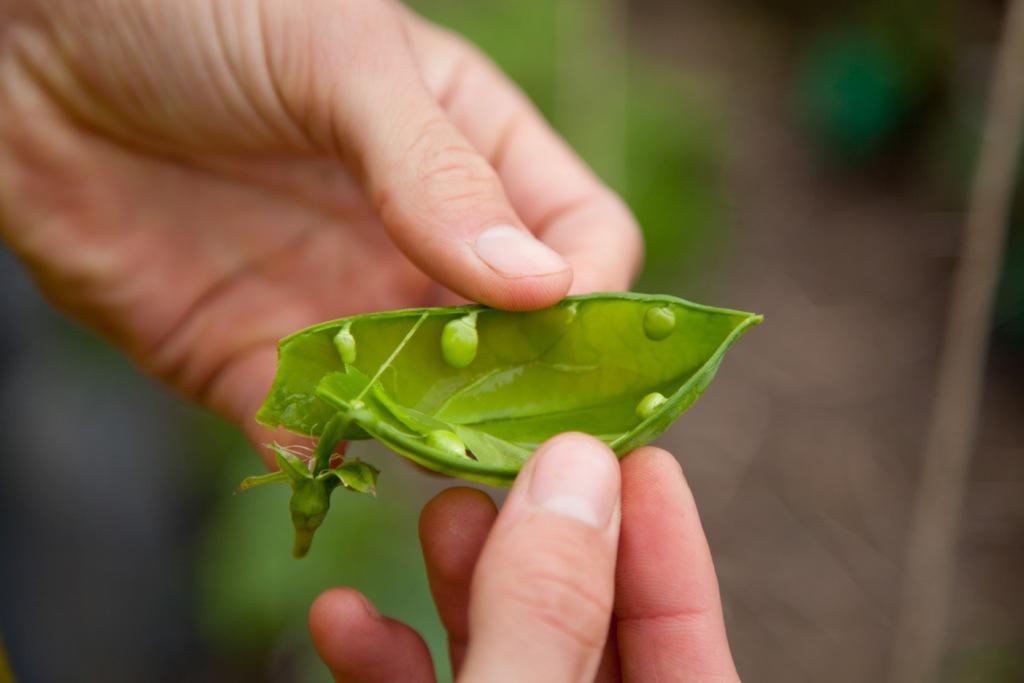 Tiny peas in a pod