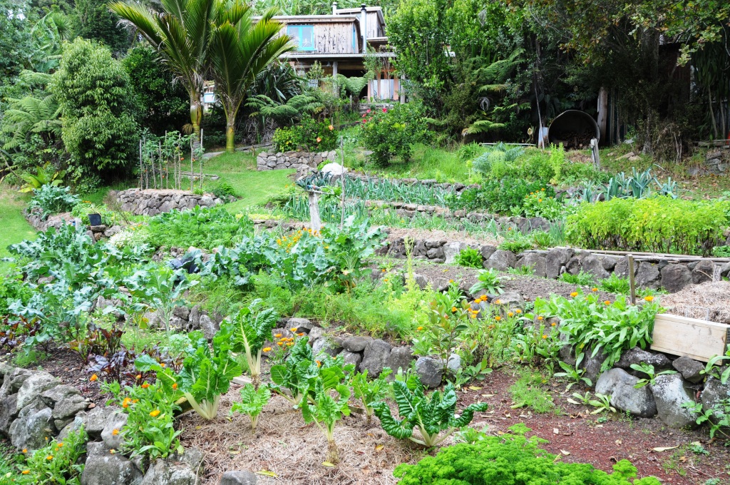 Extensive vege garden at Kath's and Bert's place, Mamaki.