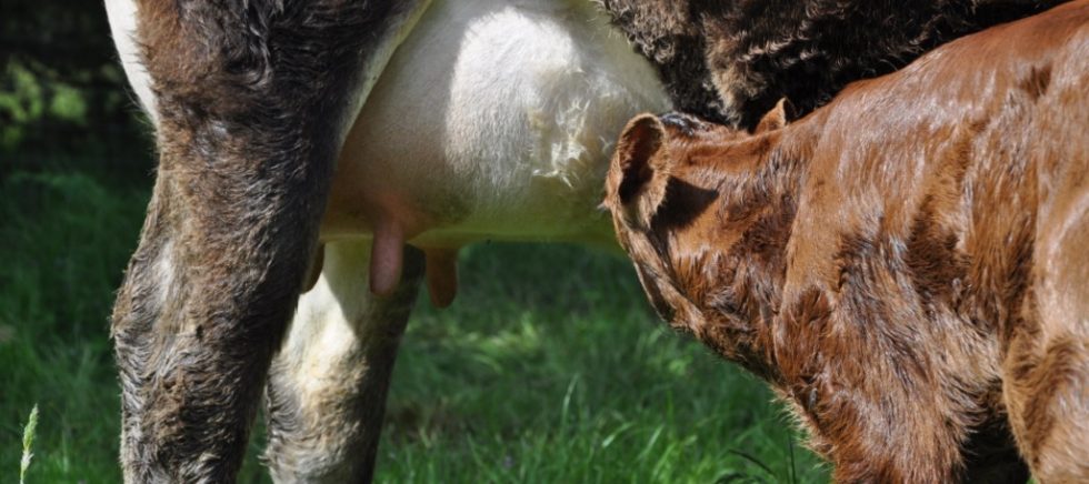 Suckling calf
