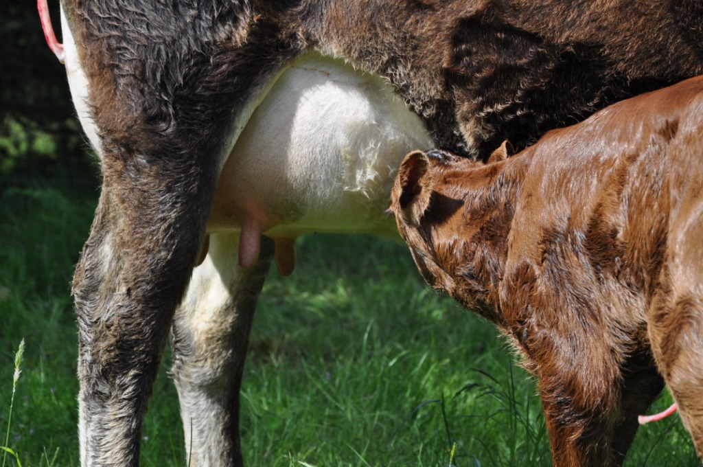 Suckling calf