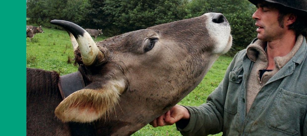 Cover image for "Why cows have horns"