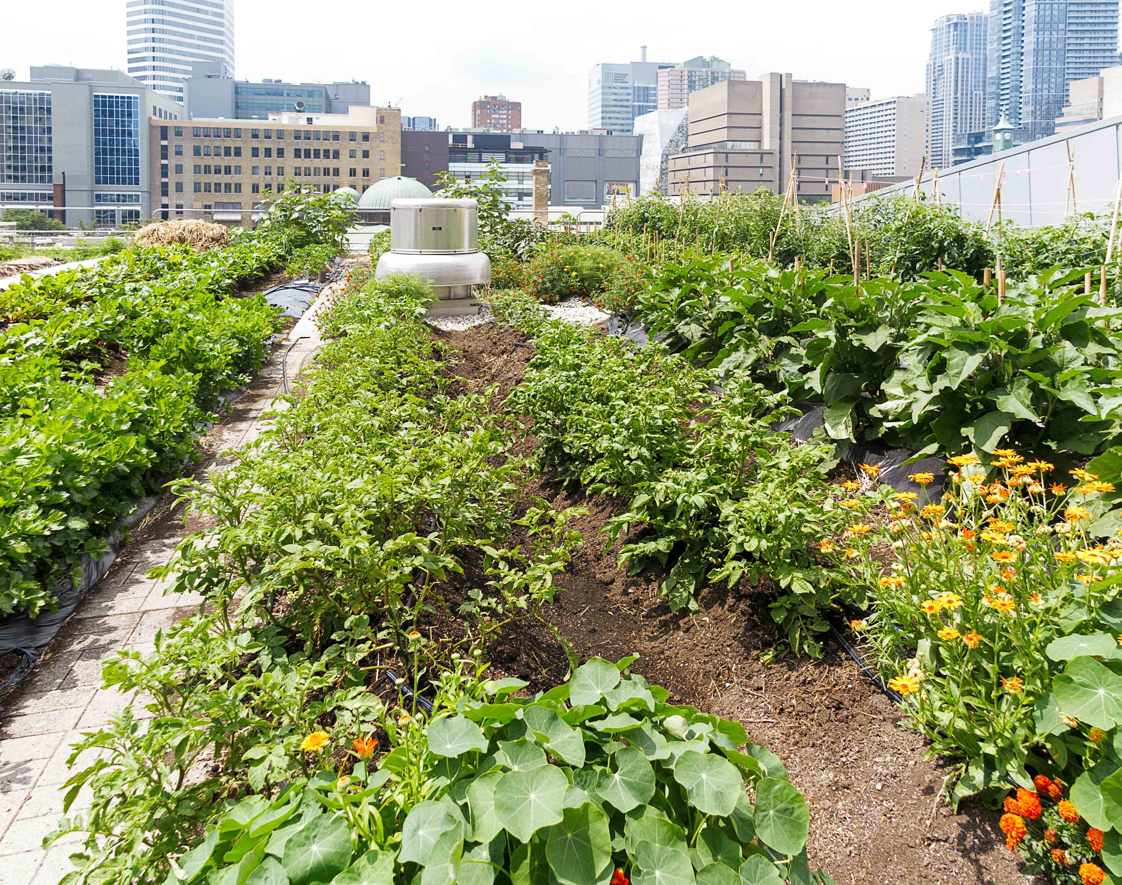 Rooftop food garden with cityscape in the background