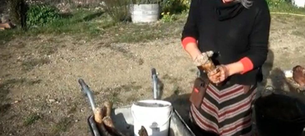 Su Hoskin at Domaine Thomson, Central Otago, New Zealand, demonstrates how to make biodynamic horn manure