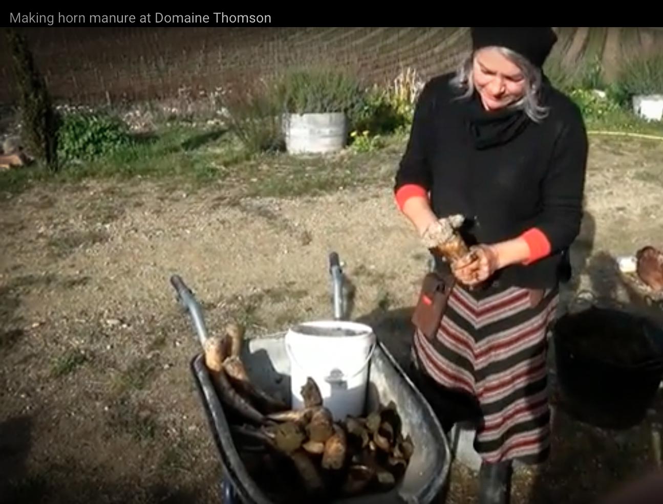 Su Hoskin at Domaine Thomson, Central Otago, New Zealand, demonstrates how to make biodynamic horn manure